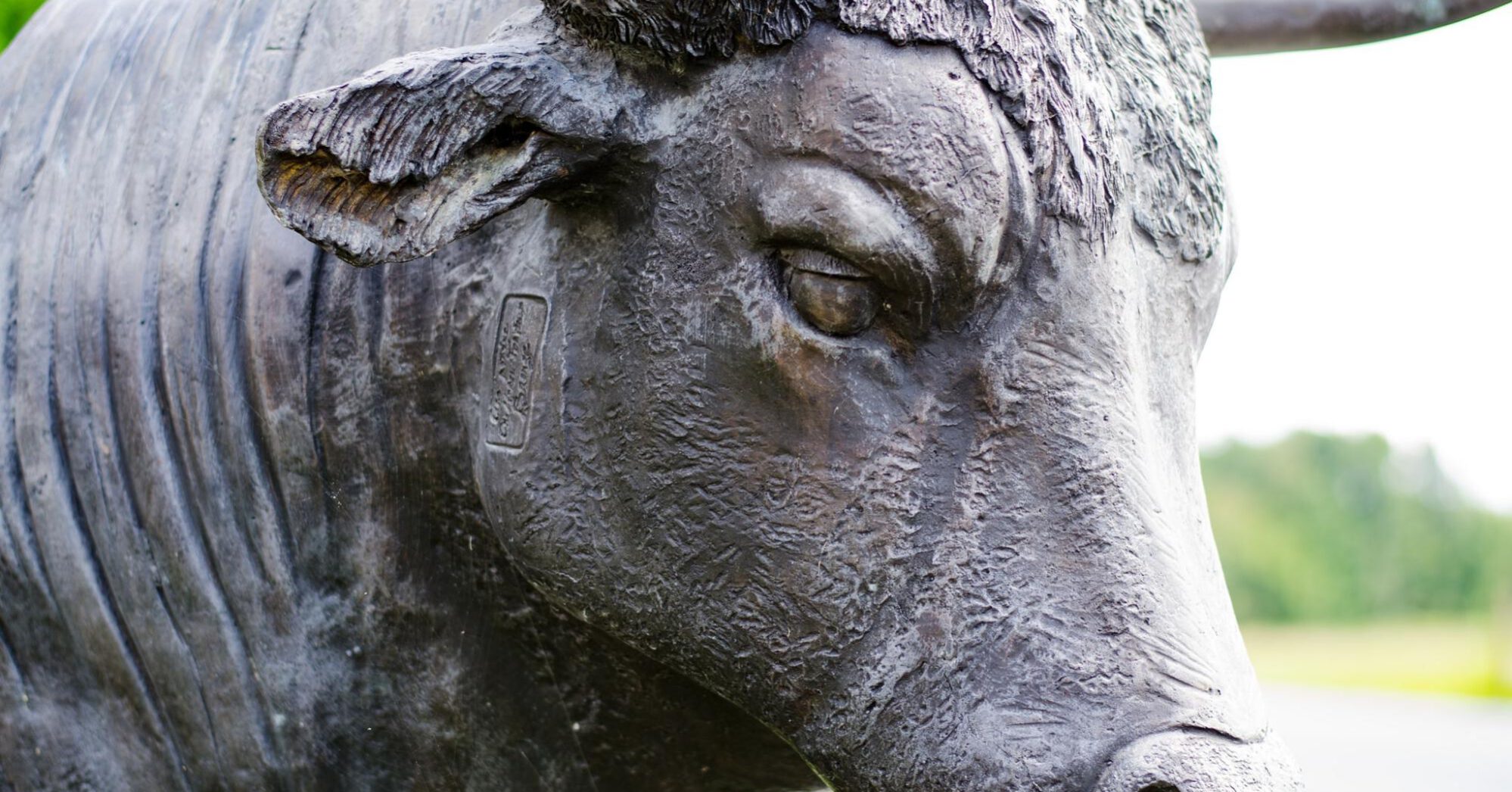 bull