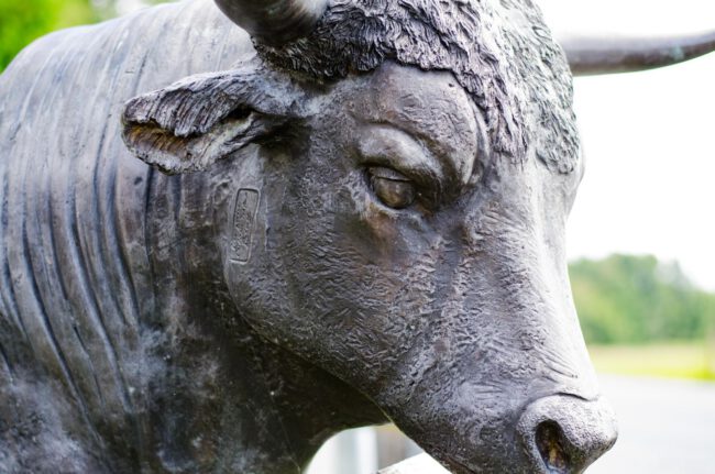 bull